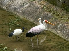 -吉隆坡雀鸟公园