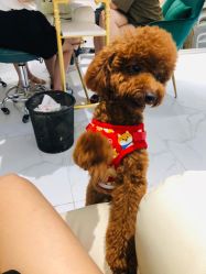 -J·C NAIL美甲美睫