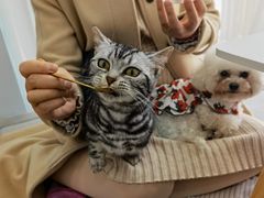 -喵宠乐园·撸猫互动·猫舍