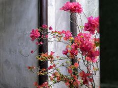 -留园