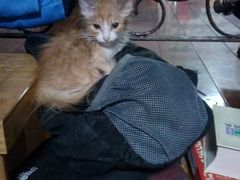 -瑞派福兴宠物医院犬猫全科·骨科·中西医结合(河东店)