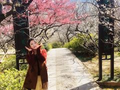 -香雪海