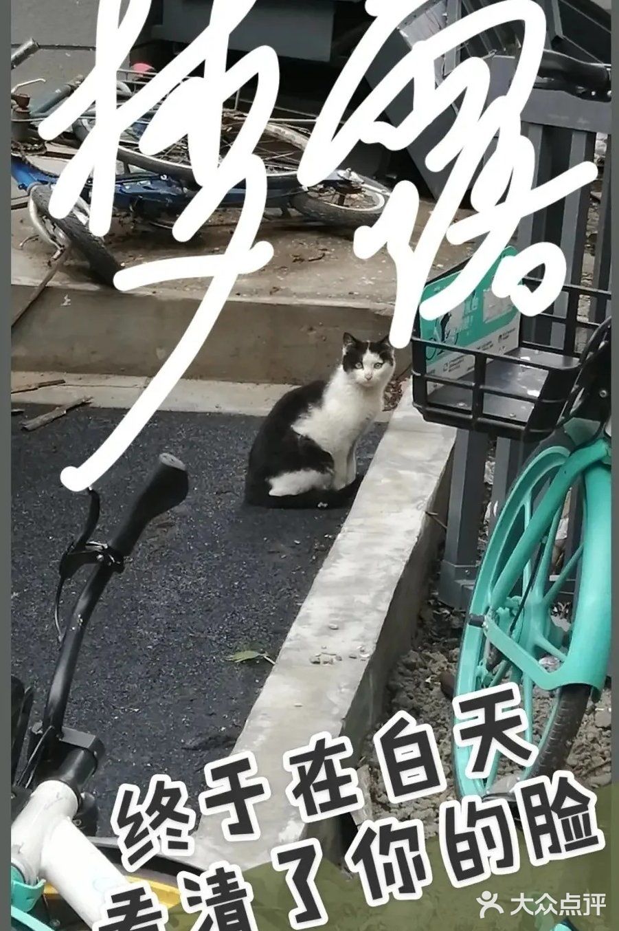 【6区】终于在白天看清了她的脸，起名梦露。