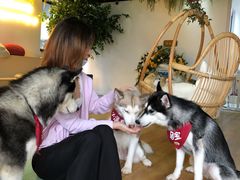 -Husky Go! 哈士奇体验馆·宠物咖啡厅狗咖