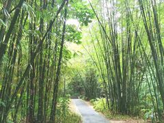 -深圳仙湖植物园