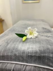 -薇薇安花系SPA