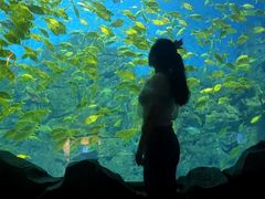 -芜湖新华联大白鲸海洋公园