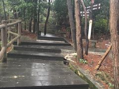 -铁山坪森林公园