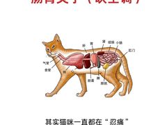 -立德动物医院·24小时中心(番禺区院区)