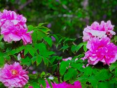 -国家植物园南园