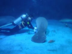 -烟台海昌鲸鲨海洋公园