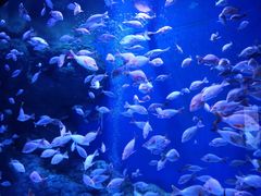 -成都浩海立方海洋公园