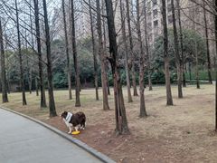 -成都南湖公园