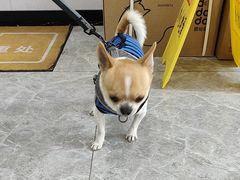-艾贝尔宠物医院·宠保定点·超声绝育·免疫点(樱花路店)