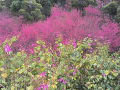 -金鸡山公园