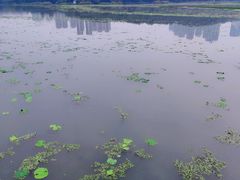 -月湖风景区