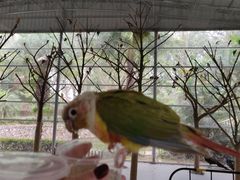 -广东茂名森林公园