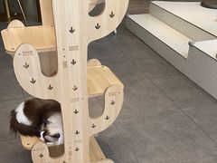 -飞行喵MR PILOT|猫舍·猫咖(静安大融城店)