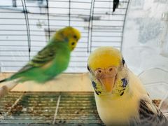 -吉丁鸟咖·异宠·寄养