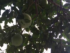 -新湖明珠城