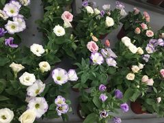 -荷兰花海