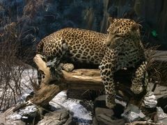 -陕西自然博物馆