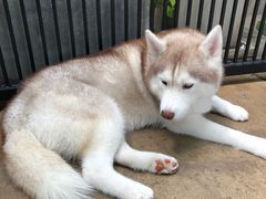 -TrueLove @ Neverland (Husky Cafe)