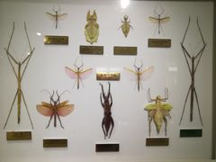 -上海昆虫博物馆