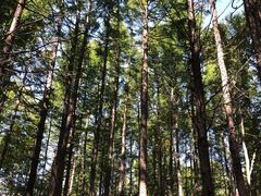 -塞罕坝国家级自然保护区