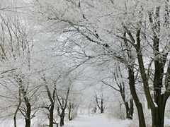 -雾凇岛