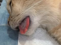 -瑞派名望志远动物医院·猫科·內科·异宠专科(直港大道店)