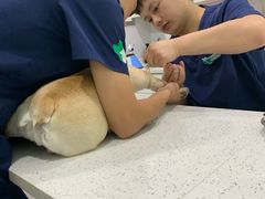 -佳雯宠物医院(金华南路分院)