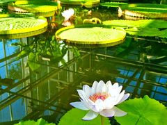 -国家植物园南园
