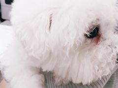 -爱侣宠医·鹦鹉专科·小型哺乳类·异宠专科(灵石路店)