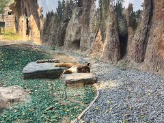 -北京野生动物园