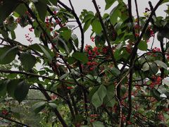 -樱桃山旅游景区