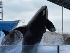-上海海昌海洋公园