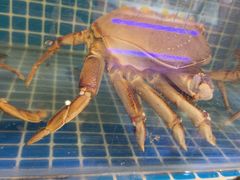 -必点海鲜·海肠捞饭(滨江道一店)