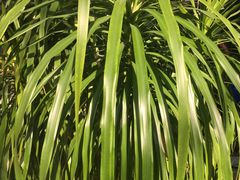 -红栌温泉山庄生态美食餐厅