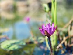 -惠州金海湾嘉华度假酒店
