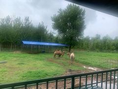 -秦皇岛野生动物园