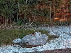 -西安凯悦酒店·湖畔中餐厅