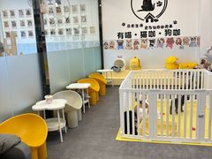 -有喵·猫咖·狗咖·30几只猫10只小狗(岗厦店)