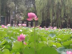 -四川大学(望江校区)