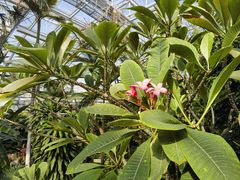 -北京植物园-展览温室