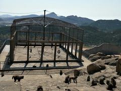 -西霞口神雕山野生动物世界