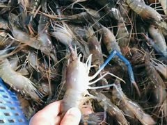 -SHRIMP CLUB万东餐饮钓虾·清吧