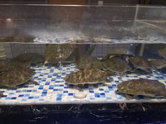 -甲鱼张甲鱼铺子(观沙岭店)
