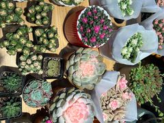 -双季花艺园艺市场(浦东店)