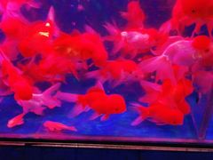 -清平路水族市场